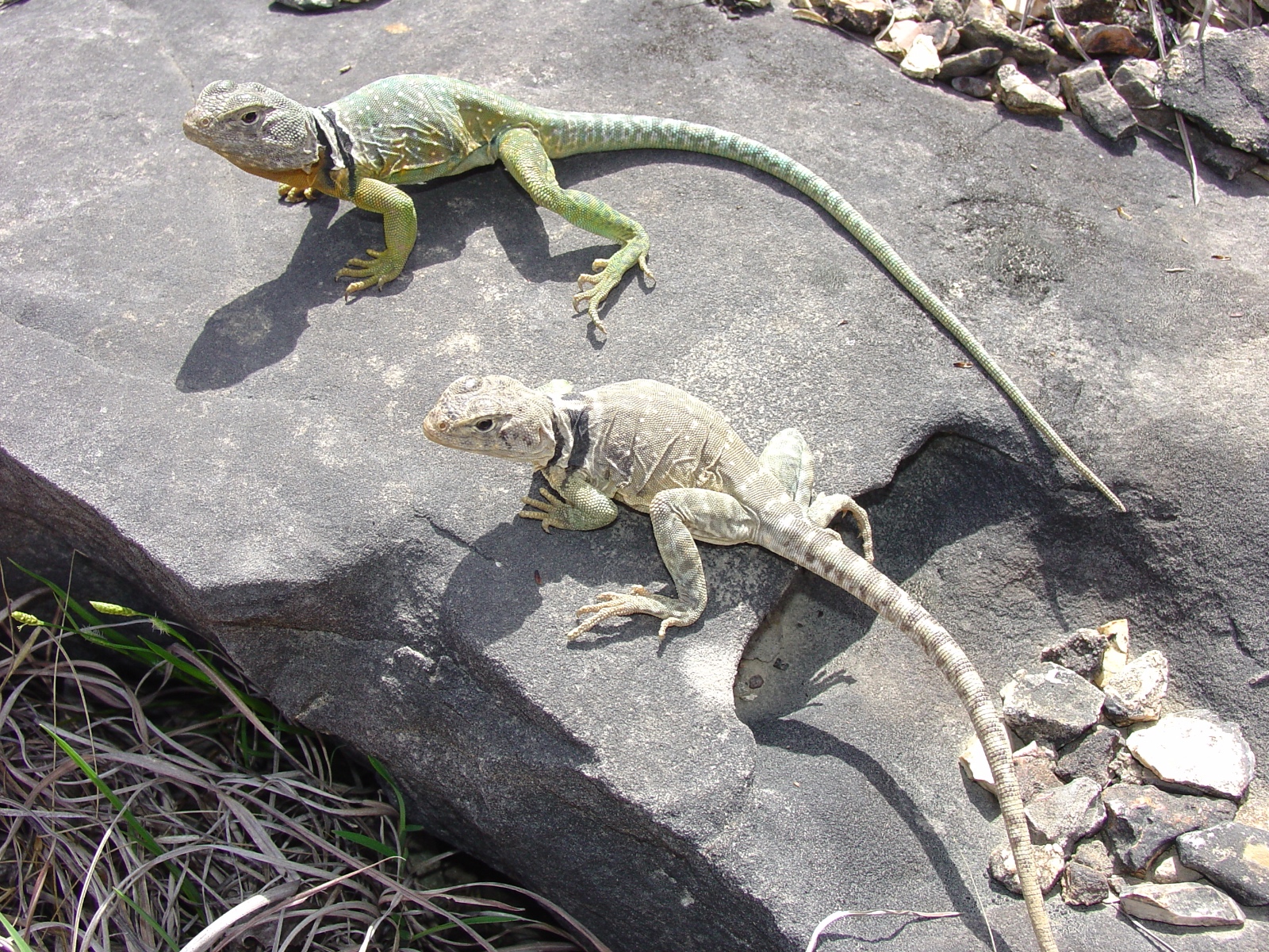 Crotaphytus collaris.0296